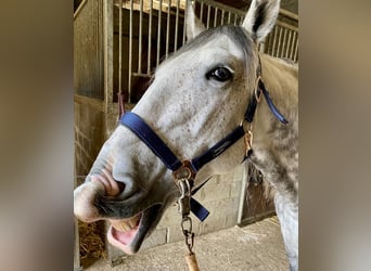 Lusitano Mix, Castrone, 9 Anni, 145 cm, Leardo