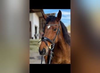 Lusitano, Castrone, 9 Anni, 160 cm, Baio