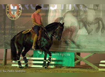 Lusitano, Castrone, 9 Anni, 161 cm