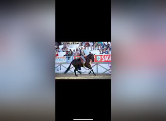 Lusitano, Castrone, 9 Anni, 161 cm