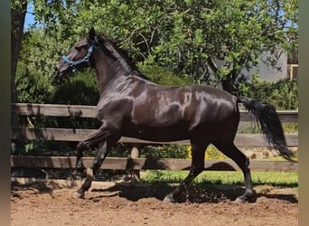 Lusitano, Castrone, 9 Anni, 161 cm