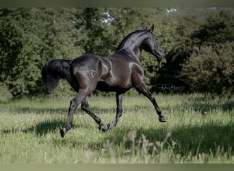 Lusitano, Castrone, 9 Anni, 163 cm, Morello