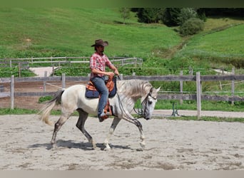 Lusitano, Castrone, 9 Anni, 164 cm, Grigio