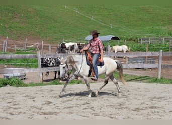 Lusitano, Castrone, 9 Anni, 164 cm, Grigio