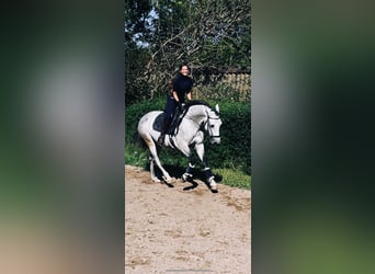 Lusitano, Castrone, 9 Anni, 164 cm, Grigio
