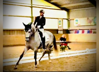 Lusitano, Castrone, 9 Anni, 164 cm, Grigio