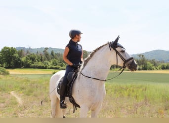 Lusitano, Castrone, 9 Anni, 164 cm, Grigio