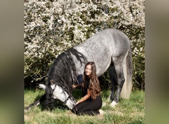 Lusitano, Castrone, 9 Anni, 164 cm, Grigio