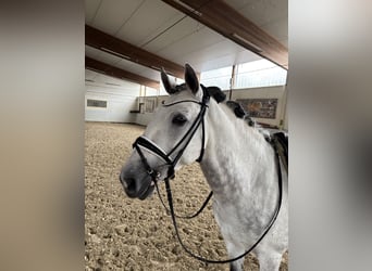 Lusitano, Castrone, 9 Anni, 164 cm, Grigio pezzato