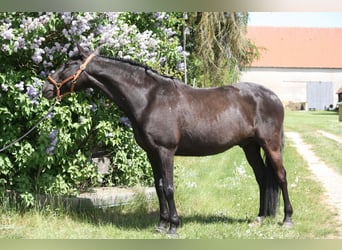 Lusitano, Castrone, 9 Anni, 164 cm, Morello