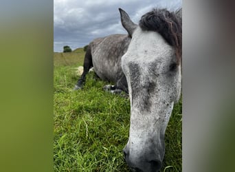 Lusitano, Gelding, 10 years, 14.3 hh, Grey-Dapple