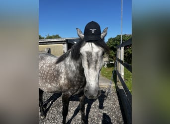 Lusitano, Gelding, 10 years, 14.3 hh, Grey-Dapple