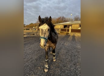 Lusitano, Gelding, 10 years, 14.3 hh, Grey-Dapple