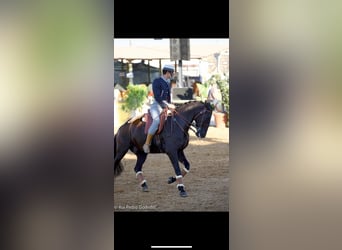 Lusitano, Gelding, 10 years, 15.2 hh