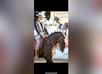 Lusitano, Gelding, 10 years, 15.2 hh