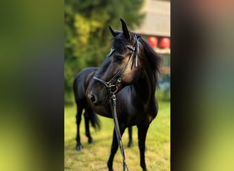 Lusitano, Gelding, 10 years, 15.2 hh, Black