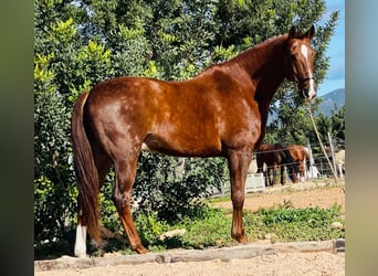 Lusitano, Gelding, 10 years, 15,2 hh, Chestnut-Red