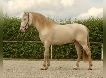 Lusitano, Gelding, 10 years, 15.2 hh, Perlino