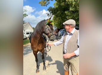 Lusitano, Gelding, 10 years, 15,3 hh, Bay-Dark