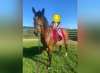 Lusitano, Gelding, 10 years, 15 hh, Brown