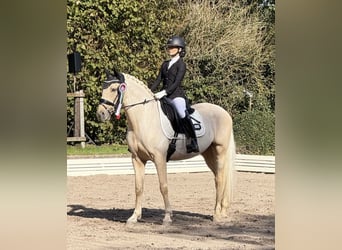 Lusitano, Gelding, 10 years, 15,1 hh, Palomino