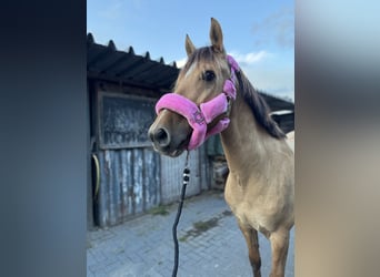 Lusitano Mix, Gelding, 10 years, 15,2 hh, Buckskin