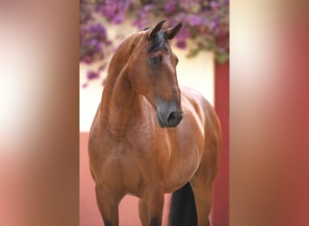 Lusitano, Gelding, 10 years, 15,2 hh