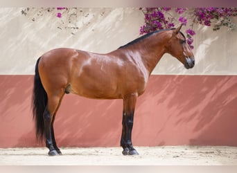 Lusitano, Gelding, 10 years, 15,2 hh
