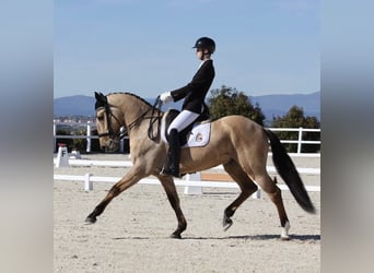 Lusitano, Gelding, 10 years, 16,1 hh, Dun