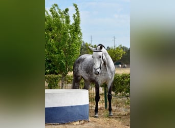 Lusitanos, Wallach, 10 Jahre, 16,1 hh, Apfelschimmel