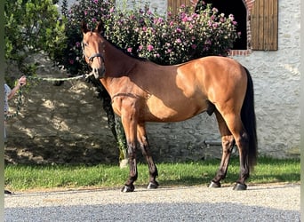 Lusitano Mix, Gelding, 10 years, 16 hh, Bay