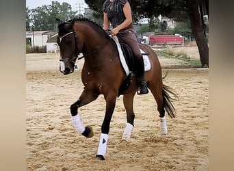 Lusitano, Gelding, 10 years, 16 hh, Brown