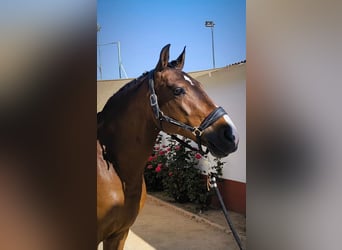 Lusitano, Gelding, 10 years, 16 hh, Brown