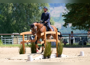 Lusitano, Gelding, 10 years, 16 hh, Brown