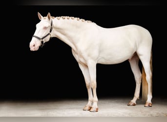Lusitano, Gelding, 10 years, 16 hh, Perlino