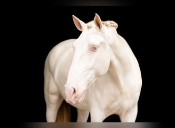 Lusitano, Gelding, 10 years, 16 hh, Perlino