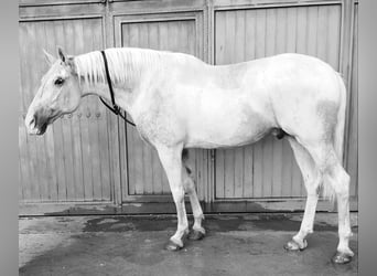 Lusitano, Gelding, 10 years, 16 hh, White