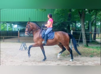 Lusitano, Gelding, 10 years, 16,1 hh, Bay-Dark
