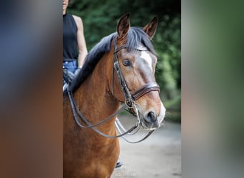 Lusitano, Gelding, 10 years, 16,1 hh, Bay-Dark