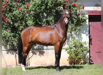 Lusitano, Gelding, 10 years, 16,1 hh, Bay-Dark