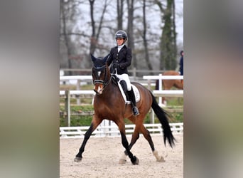 Lusitano, Gelding, 10 years, 16,1 hh, Bay-Dark