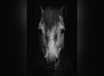 Lusitano, Gelding, 10 years, 16,1 hh, Grey-Dapple