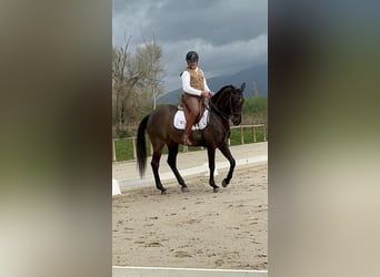 Lusitano Mix, Gelding, 10 years, Black