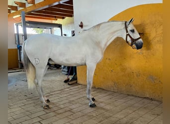 Lusitano, Gelding, 11 years, 15.1 hh, Grey