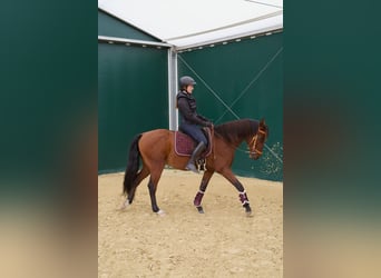 Lusitano, Gelding, 11 years, 15.2 hh, Brown