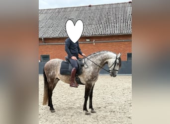 Lusitano, Gelding, 11 years, 15.2 hh, Grey
