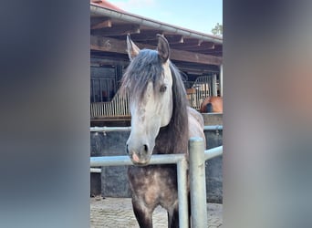 Lusitano, Gelding, 11 years, 15.2 hh, Grey
