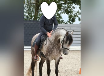 Lusitano, Gelding, 11 years, 15.2 hh, Grey