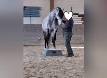 Lusitano, Gelding, 11 years, 15.2 hh, Grey