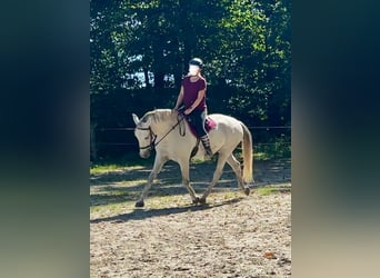Lusitano, Gelding, 11 years, 15 hh, Grey